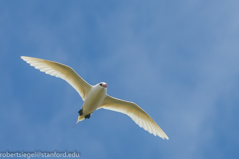 easter island tropicbird